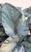 Begonia rex 'Arctic Breeze' 12 cm