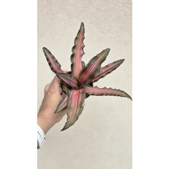 Cryptanthus - Levélcsillag 9 cm