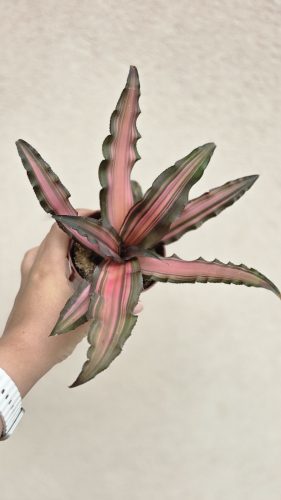 Cryptanthus - Levélcsillag 9 cm