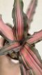 Cryptanthus - Levélcsillag 9 cm