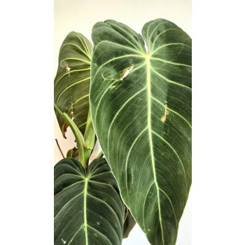 Philodendron Melanochrysum - 12 cm