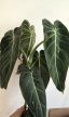 Philodendron Melanochrysum - 12 cm