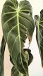 Philodendron Melanochrysum - 12 cm