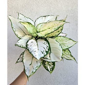 Aglaonema Pink Buttercup - Rákvirág 12 cm