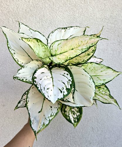 Aglaonema Pink Buttercup - Rákvirág 12 cm