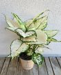 Aglaonema Pink Buttercup - Rákvirág 12 cm