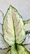 Aglaonema Pink Buttercup - Rákvirág 12 cm