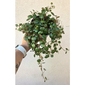 Peperomia Pepperspot 12 cm
