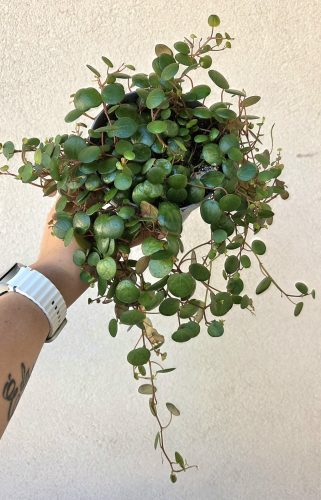 Peperomia Pepperspot 12 cm