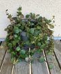 Peperomia Pepperspot 12 cm