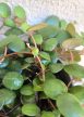 Peperomia Pepperspot 12 cm