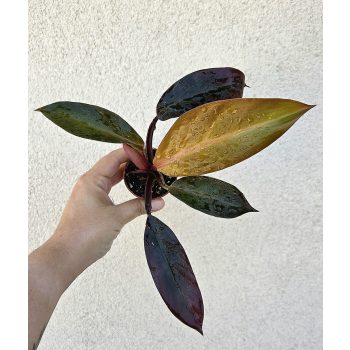Philodendron Mccoleys Finale 5.5 cm