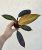 Philodendron Mccoleys Finale 5.5 cm