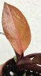 Philodendron Mccoleys Finale 5.5 cm