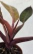 Philodendron Mccoleys Finale 5.5 cm