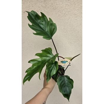 Philodendron Mayoi
