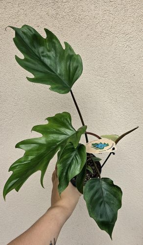 Philodendron Mayoi