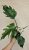Philodendron Mayoi