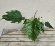 Philodendron Mayoi