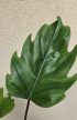 Philodendron Mayoi