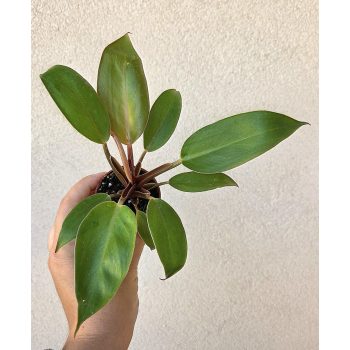 Philodendron Prince of Orange