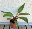Philodendron Prince of Orange