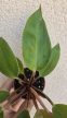 Philodendron Prince of Orange