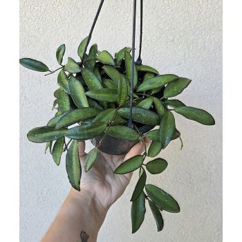 Hoya Rosita akasztós - Viaszvirág 14 cm