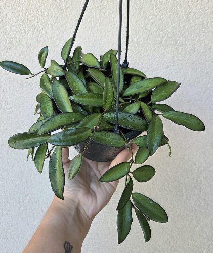 Hoya Rosita akasztós - Viaszvirág 14 cm