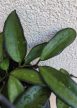 Hoya Rosita akasztós - Viaszvirág 14 cm