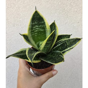 Sansevieria Hahnii - Törpe anyósnyelv 9 cm