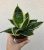 Sansevieria Hahnii - Törpe anyósnyelv 9 cm
