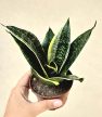 Sansevieria Hahnii - Törpe anyósnyelv 9 cm