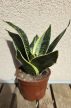 Sansevieria Hahnii - Törpe anyósnyelv 9 cm