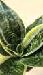 Sansevieria Hahnii - Törpe anyósnyelv 9 cm