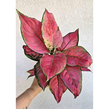 Aglaonema Cherry Baby - Rákvirág 12 cm