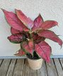 Aglaonema Cherry Baby - Rákvirág 12 cm