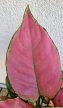 Aglaonema Cherry Baby - Rákvirág 12 cm