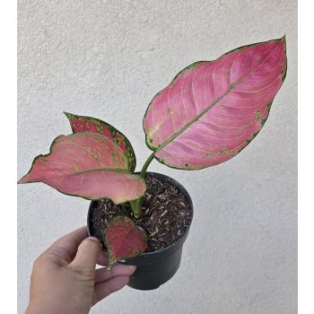 Aglaonema Pink Star