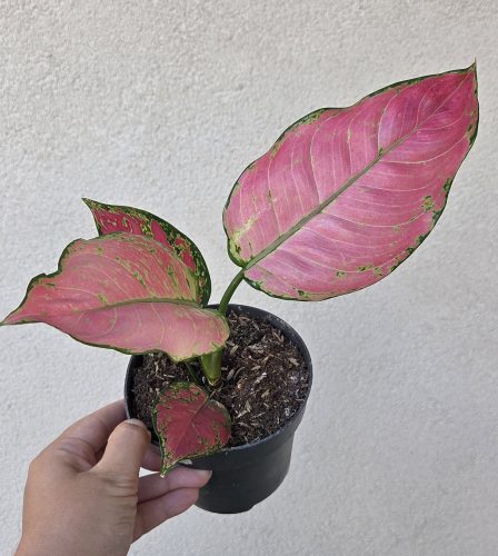 Aglaonema Pink Star
