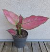 Aglaonema Pink Star