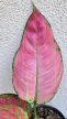 Aglaonema Pink Star