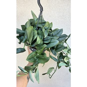 Scindapsus treubii ‘Moonlight’ 14 cm