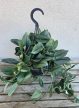Scindapsus treubii ‘Moonlight’ 14 cm