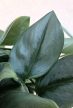 Scindapsus treubii ‘Moonlight’ 14 cm