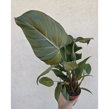 Philodendron Summer Glory 12 cm