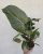 Philodendron Summer Glory 12 cm