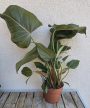 Philodendron Summer Glory 12 cm