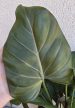 Philodendron Summer Glory 12 cm