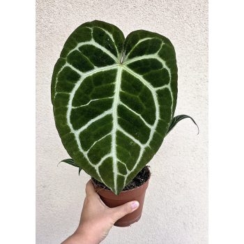 Anthurium Crystallinum 12 cm